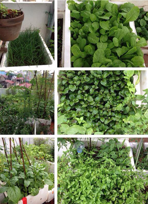 Học trồng rau thùng xốp kiểu quot;lườiquot; của mẹ Khoai Xoài - 1