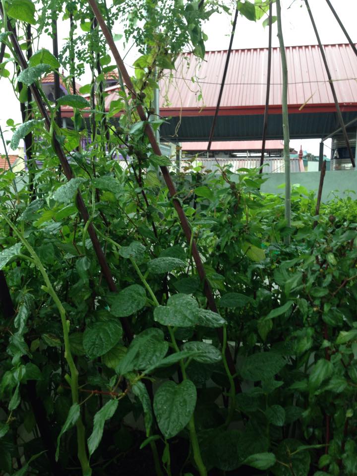 Học trồng rau thùng xốp kiểu quot;lườiquot; của mẹ Khoai Xoài - 6
