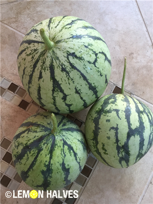 Hạt giống dưa hấu ruột trắng lạ mắt hút hàng - 6