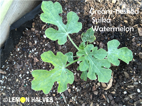 Hạt giống dưa hấu ruột trắng lạ mắt hút hàng - 3