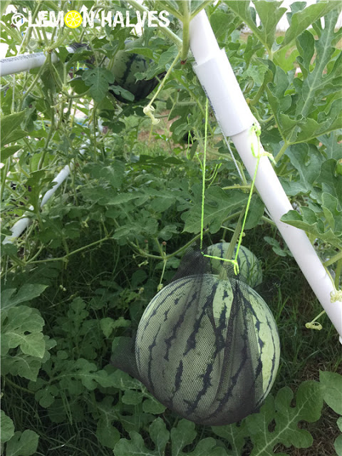 Hạt giống dưa hấu ruột trắng lạ mắt hút hàng - 5