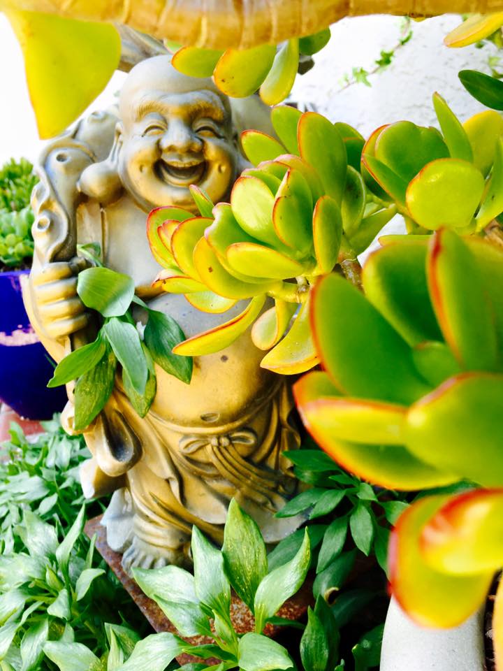 Ngất ngây ngắm hoa trong vườn nhà Thúy Nga ở Mỹ - 2