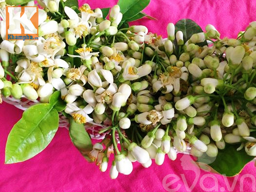 Học cô Thanh Ngân MasterChef làm nước hoa bưởi nấu chè - 3