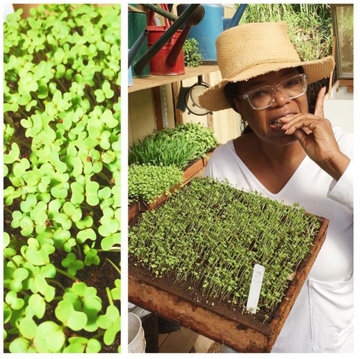 Vườn rau 64000m² của Bà hoàng truyền hình Mỹ - 9