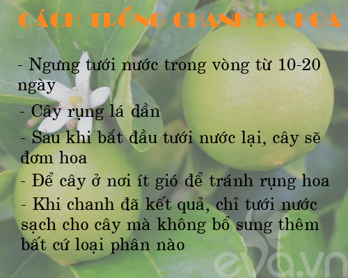 Kinh nghiệm trồng rau, củ, quả trong thùng xốp (Phần 2) - 2