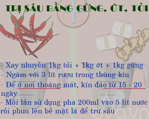 Kinh nghiệm trồng rau, củ, quả trong thùng xốp (Phần 2) - 3
