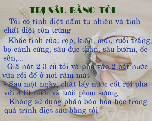 Kinh nghiệm trồng rau, củ, quả trong thùng xốp (Phần 2) - 4