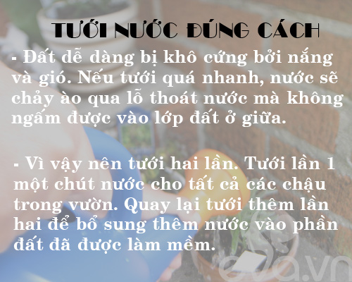 Kinh nghiệm trồng rau, củ, quả trong thùng xốp (Phần 2) - 6