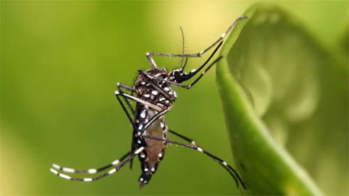 Một công dân Úc nhiễm virus Zika sau khi trở về từ Việt Nam - 1