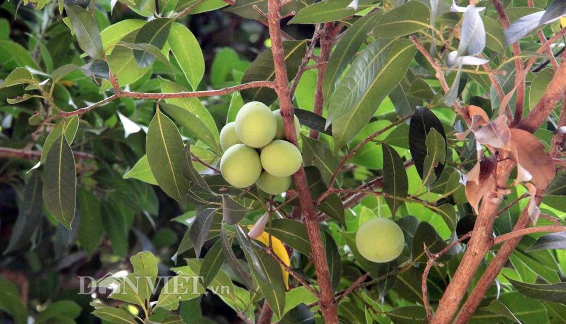 Chua ngọt dịu thơm như trái thanh trà đặc sản miền Tây - 3