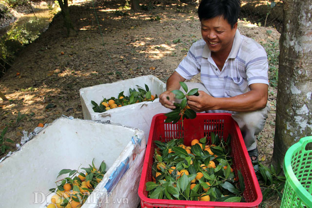 Chua ngọt dịu thơm như trái thanh trà đặc sản miền Tây - 9