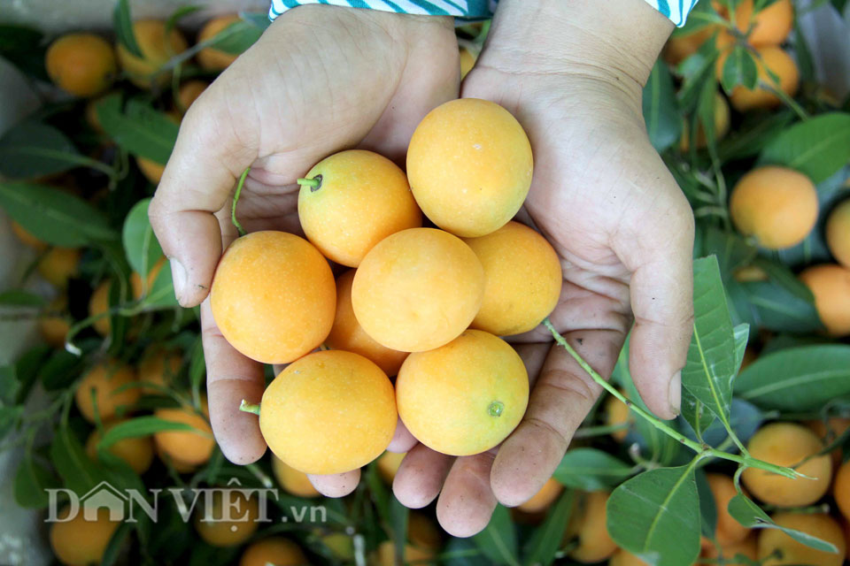 Chua ngọt dịu thơm như trái thanh trà đặc sản miền Tây - 10