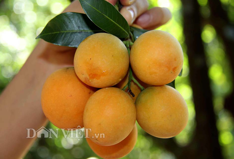 Chua ngọt dịu thơm như trái thanh trà đặc sản miền Tây - 1