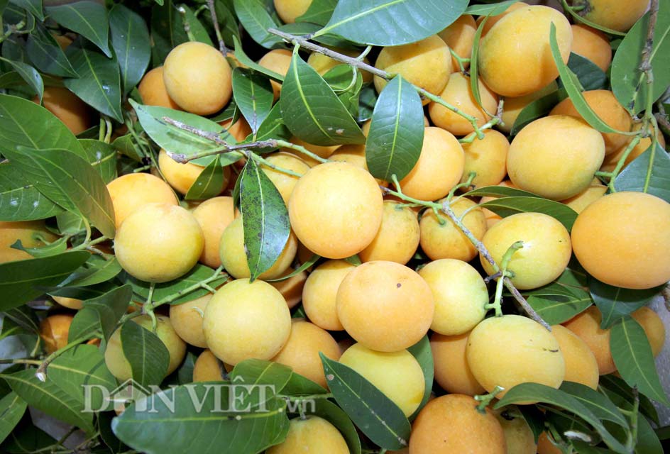 Chua ngọt dịu thơm như trái thanh trà đặc sản miền Tây - 4