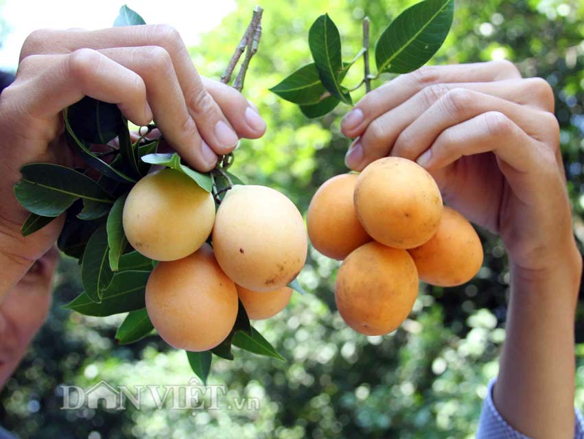 Chua ngọt dịu thơm như trái thanh trà đặc sản miền Tây - 5