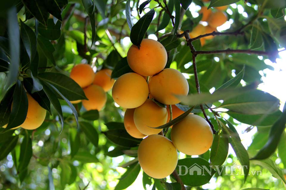 Chua ngọt dịu thơm như trái thanh trà đặc sản miền Tây - 6