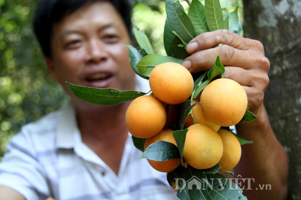 Chua ngọt dịu thơm như trái thanh trà đặc sản miền Tây - 8
