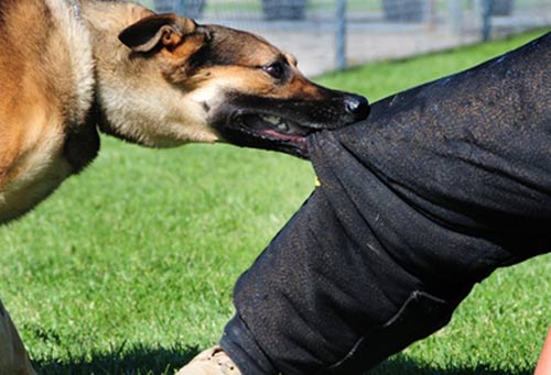 Thanh Hóa: Một thai phụ tử vong vì bị chó dại cắn - 1