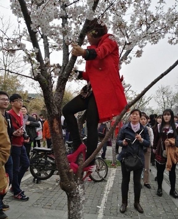 Khách Trung Quốc gây bức xúc vì phá hoa anh đào - 2