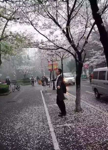 Khách Trung Quốc gây bức xúc vì phá hoa anh đào - 4