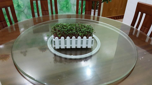 Mẹ Lào Cai trồng rau mầm kín bậu cửa sổ cho chồng con - 5