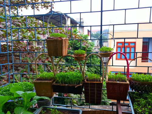 Mẹ Lào Cai trồng rau mầm kín bậu cửa sổ cho chồng con - 1