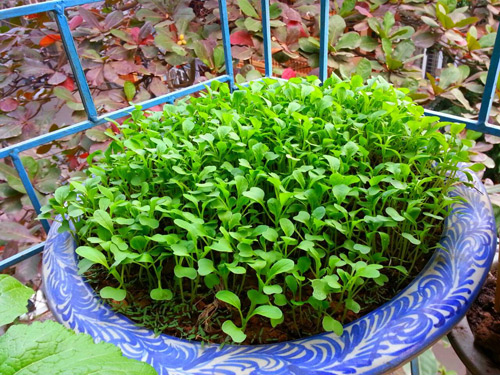 Mẹ Lào Cai trồng rau mầm kín bậu cửa sổ cho chồng con - 12