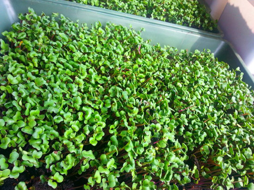Mẹ Lào Cai trồng rau mầm kín bậu cửa sổ cho chồng con - 13