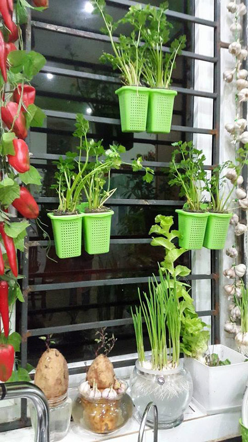 Mẹ Lào Cai trồng rau mầm kín bậu cửa sổ cho chồng con - 6