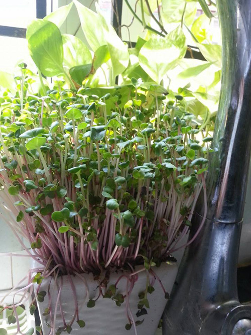 Mẹ Lào Cai trồng rau mầm kín bậu cửa sổ cho chồng con - 4