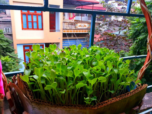 Mẹ Lào Cai trồng rau mầm kín bậu cửa sổ cho chồng con - 9