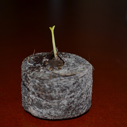 Ươm hạt bằng viên nén, giấy ăn cho cây lên như thổi - 2