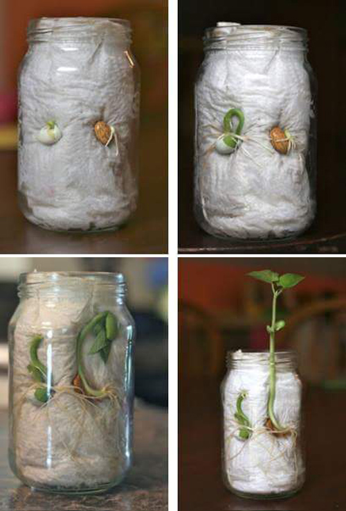 Ươm hạt bằng viên nén, giấy ăn cho cây lên như thổi - 4