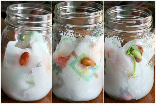 Ươm hạt bằng viên nén, giấy ăn cho cây lên như thổi - 3