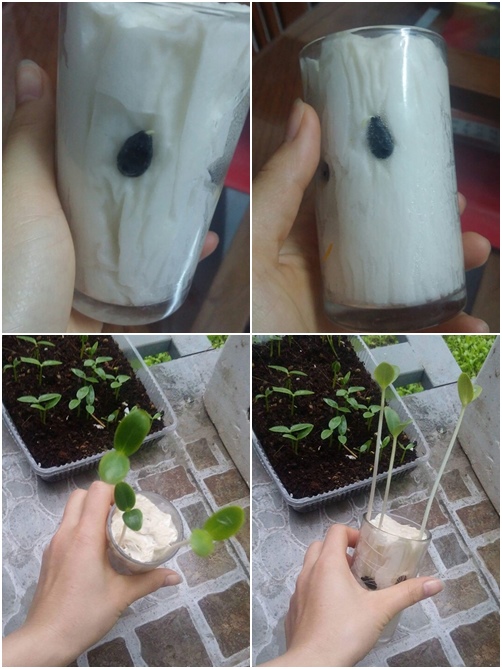Ươm hạt bằng viên nén, giấy ăn cho cây lên như thổi - 5