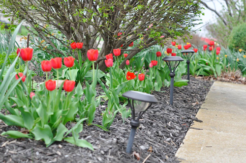 Mê mẩn tài cắm hoa Tulip của mẹ bầu Việt ở Mỹ - 3