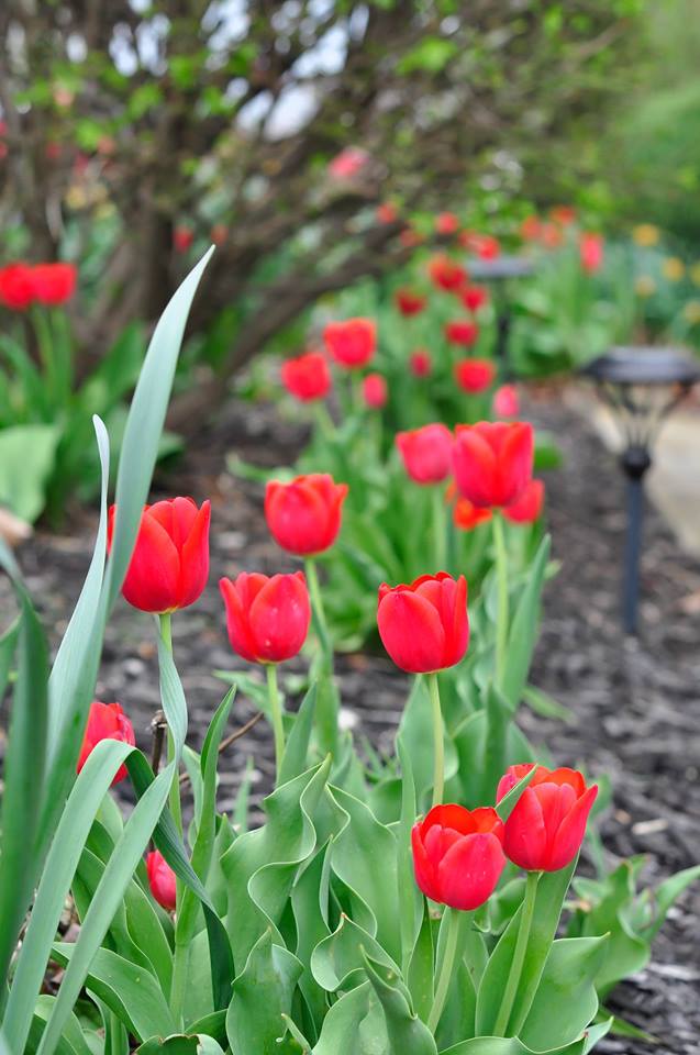 Mê mẩn tài cắm hoa Tulip của mẹ bầu Việt ở Mỹ - 2
