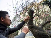 Tin tức - Chiêm ngưỡng đào rừng thế độc, giá trên 100 triệu ở HN