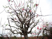 Tin tức - Ngắm vườn đào “xuyên hai thế kỷ” cực hiếm ở Hà Nội