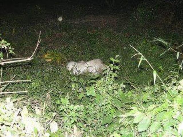 Cư dân mạng tìm ra tung tích cô gái lõa thể bị giết?