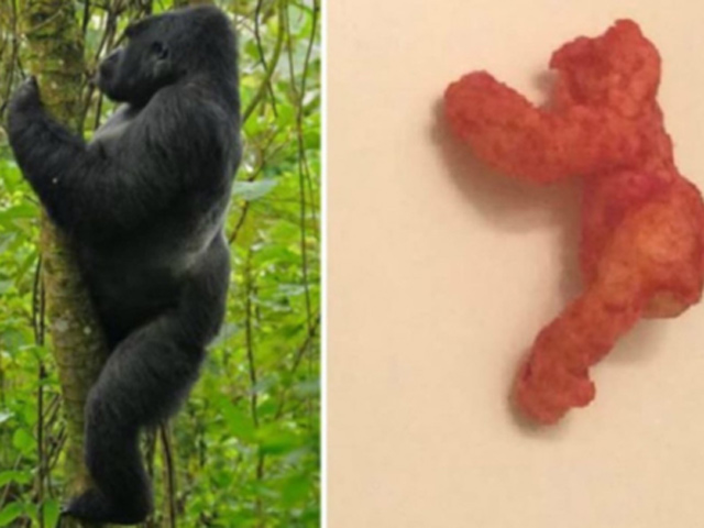 Cuộc đấu giá 'điên rồ' nhất: Miếng bim bim hình khỉ đột có giá hơn 2.2 tỷ đồng