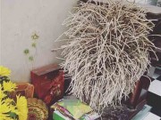 Nhà đẹp - Phát hoảng với những bát tàn nhang cao và xum xuê như... cây cổ thụ