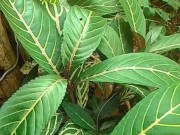 Sức khỏe - Đau dạ dày dai dẳng, trào ngược dạ dày khỏi tức thì nhờ loại cây này