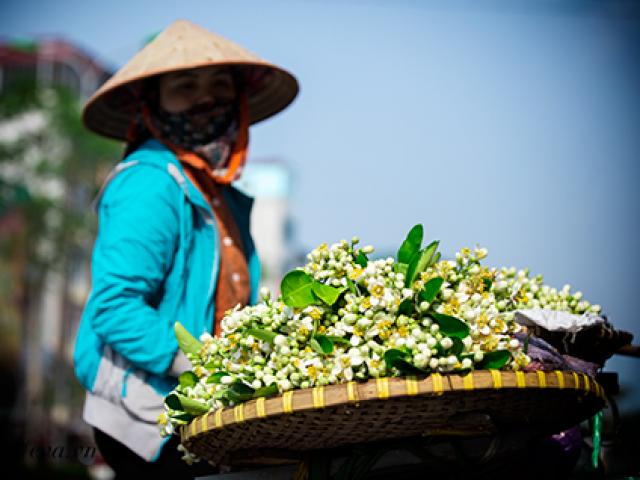 Hà Nội nồng nàn trong hương hoa bưởi tháng hai