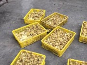 Mua sắm - Giá cả - Bắt hàng vạn gia cầm giống nhập lậu từ Trung Quốc