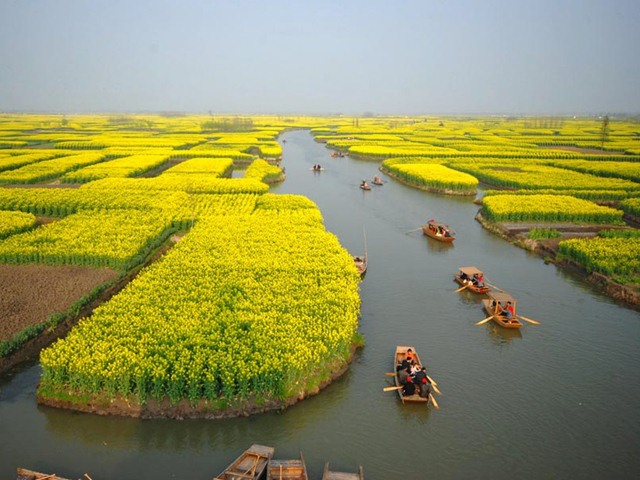 Bạn đã nhìn thấy cánh đồng hoa cải nào đẹp đến mê mẩn thế này?