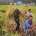 Tin tức - Chì trong gạo Trung Quốc vượt ngưỡng 120 lần