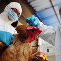 Tin tức - Dịch cúm H7N9 đã xuất hiện ở Đài Loan