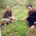 Làng sao sony - Phương Thanh rủ Thu Minh về quê trồng rau