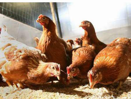 Việt Nam phát hiện gia cầm nhiễm vi rút H7N9 - 1